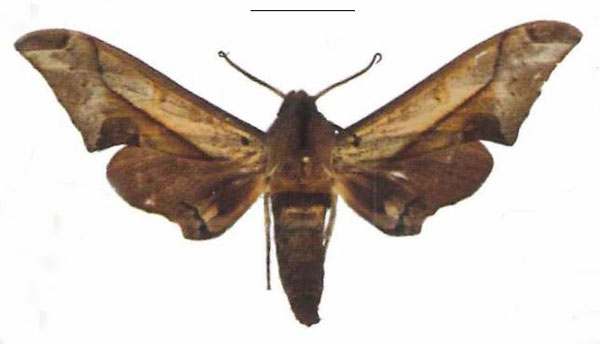 /filer/webapps/moths/media/images/R/rhadamistus_Oplerclanis_AM_EMEM.jpg