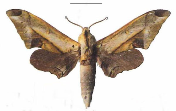 /filer/webapps/moths/media/images/R/rhadamistus_Oplerclanis_AM_EMEM_01a.jpg