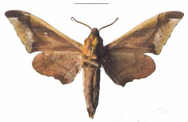/filer/webapps/moths/media/images/R/rhadamistus_Oplerclanis_AM_EMEM_01b.jpg