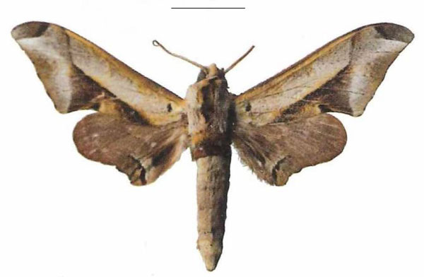 /filer/webapps/moths/media/images/R/rhadamistus_Oplerclanis_AM_EMEM_02a.jpg