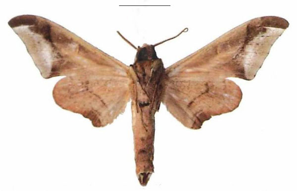 /filer/webapps/moths/media/images/R/rhadamistus_Oplerclanis_AM_EMEM_02b.jpg