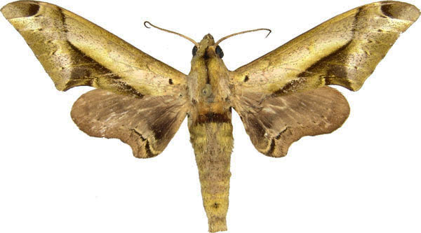 /filer/webapps/moths/media/images/R/rhadamistus_Oplerclanis_AM_MCJM.jpg
