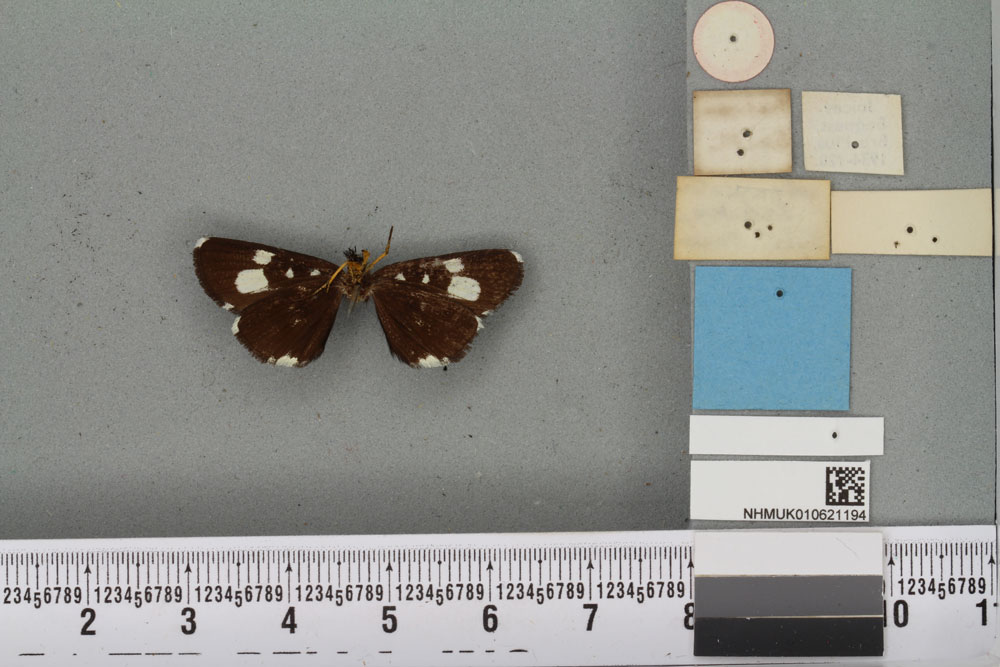 /filer/webapps/moths/media/images/R/rhaeo_Agarista_HT_BMNHb.jpg