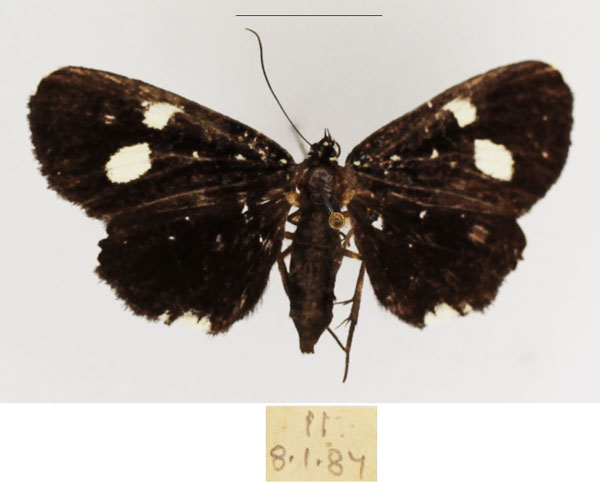 /filer/webapps/moths/media/images/R/rhaeo_Rothia_AF_TMSA_01.jpg