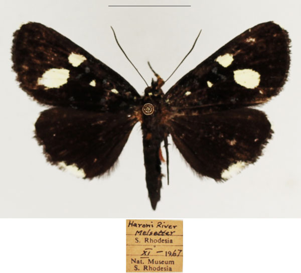 /filer/webapps/moths/media/images/R/rhaeo_Rothia_AF_TMSA_02.jpg