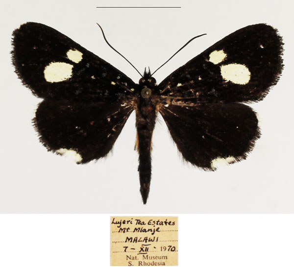 /filer/webapps/moths/media/images/R/rhaeo_Rothia_AF_TMSA_03.jpg