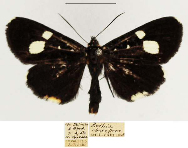 /filer/webapps/moths/media/images/R/rhaeo_Rothia_AM_TMSA.jpg
