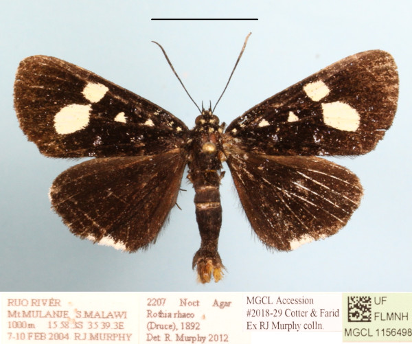 /filer/webapps/moths/media/images/R/rhaeo_Rothia_A_MGCLa_01.JPG