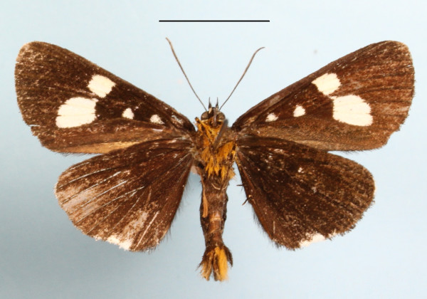 /filer/webapps/moths/media/images/R/rhaeo_Rothia_A_MGCLb_01.JPG