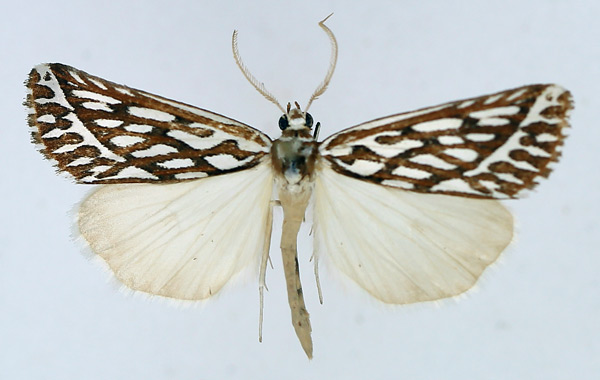 /filer/webapps/moths/media/images/R/rhampsinitos_Argyrophora_AM_TMSA_01.jpg
