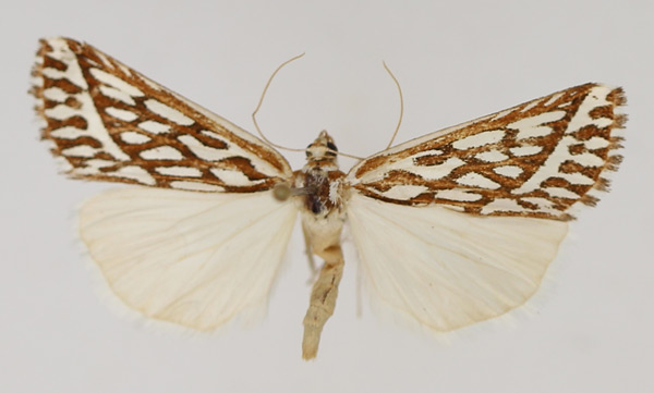 /filer/webapps/moths/media/images/R/rhampsinitos_Argyrophora_AM_TMSA_02.jpg