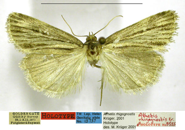 /filer/webapps/moths/media/images/R/rhigognostis_Athetis_HT_TMSA.jpg