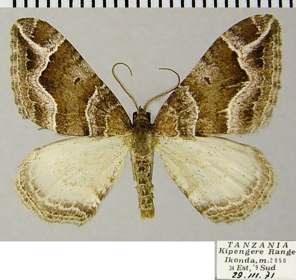 /filer/webapps/moths/media/images/R/rhiogyra_Dysrhoe_AM_ZSMa.jpg