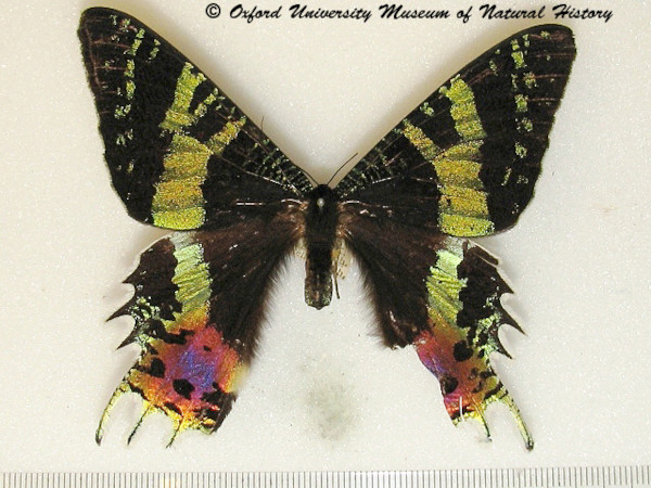 /filer/webapps/moths/media/images/R/rhipheus_Chrysiridia_A_OUMNHa_01.jpg