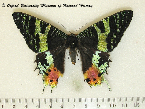 /filer/webapps/moths/media/images/R/rhipheus_Chrysiridia_A_OUMNHa_02.jpg