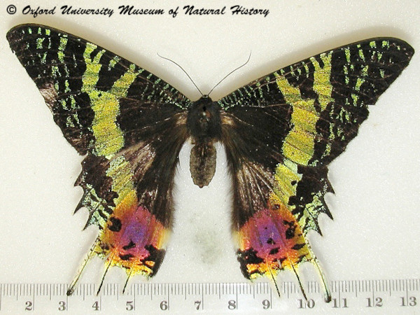 /filer/webapps/moths/media/images/R/rhipheus_Chrysiridia_A_OUMNHa_03.jpg