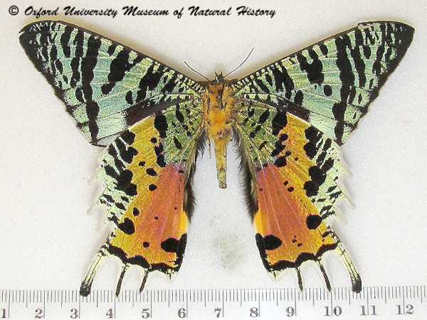 /filer/webapps/moths/media/images/R/rhipheus_Chrysiridia_A_OUMNHb_01.jpg