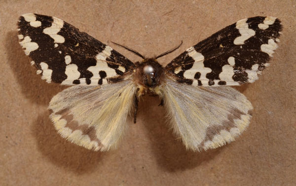 /filer/webapps/moths/media/images/R/rhodalipha_Rhypopteryx_AF_Butler.jpg