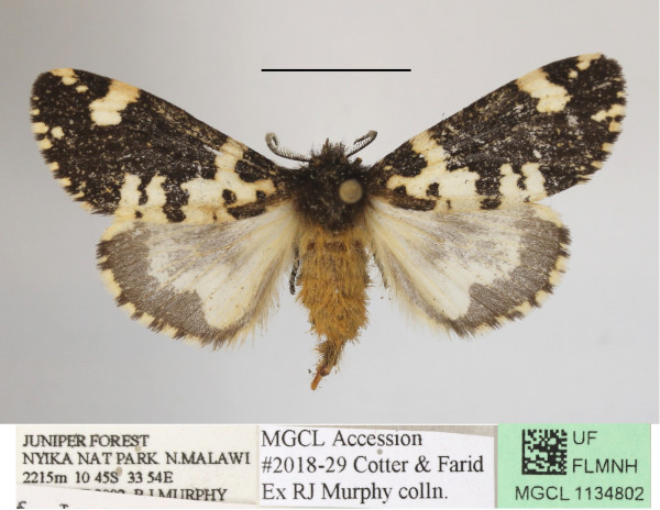 /filer/webapps/moths/media/images/R/rhodalipha_Rhypopteryx_AF_MGCLa_02.jpg