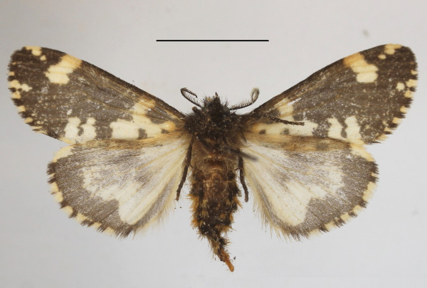 /filer/webapps/moths/media/images/R/rhodalipha_Rhypopteryx_AF_MGCLb_02.jpg