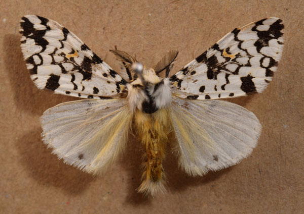 /filer/webapps/moths/media/images/R/rhodalipha_Rhypopteryx_AM_Butler.jpg