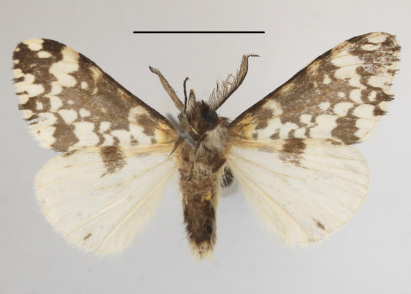 /filer/webapps/moths/media/images/R/rhodalipha_Rhypopteryx_AM_MGCLb_01.jpg