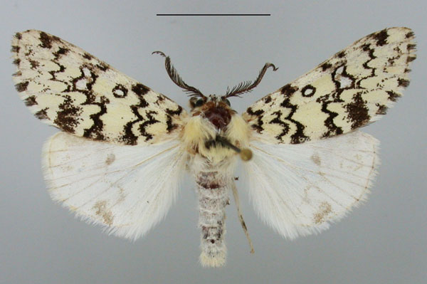 /filer/webapps/moths/media/images/R/rhodalipha_Rhypopteryx_AM_TMSA.jpg