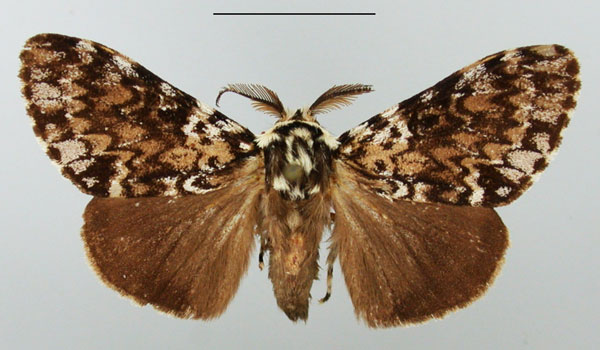 /filer/webapps/moths/media/images/R/rhodalipha_Rhypopteryx_AM_TMSA_02.jpg