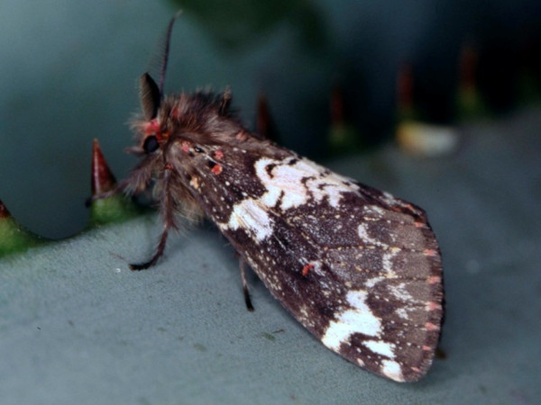 /filer/webapps/moths/media/images/R/rhodea_Rhypopteryx_A_Roland_01.jpg