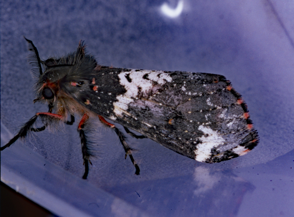 /filer/webapps/moths/media/images/R/rhodea_Rhypopteryx_A_Roland_01_gaX0VPs.jpg