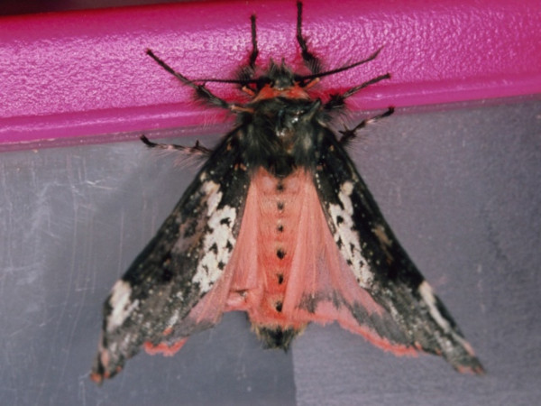 /filer/webapps/moths/media/images/R/rhodea_Rhypopteryx_A_Roland_02.jpg