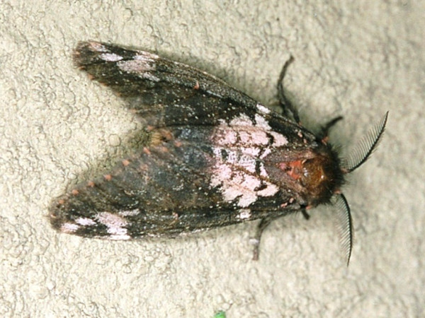 /filer/webapps/moths/media/images/R/rhodea_Rhypopteryx_A_Roland_03.jpg
