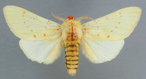 /filer/webapps/moths/media/images/R/rhodeosemena_Antheua_A_RMCA_01.jpg