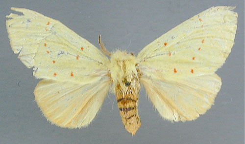 /filer/webapps/moths/media/images/R/rhodeosemena_Antheua_A_RMCA_02.jpg