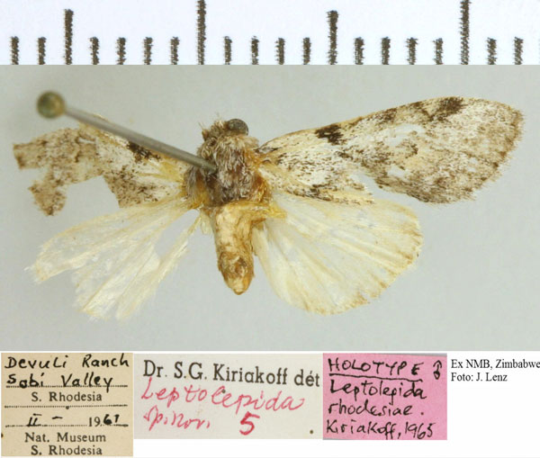 /filer/webapps/moths/media/images/R/rhodesiae_Stenostaura_HT_NMB.jpg