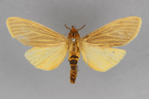 /filer/webapps/moths/media/images/R/rhodesiana_Pseudoradiarctia_PLT_BMNH.jpg