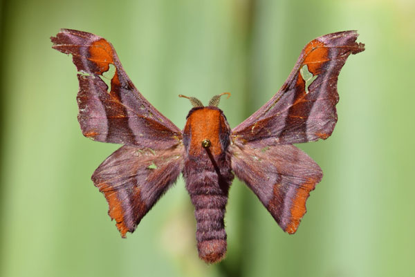 /filer/webapps/moths/media/images/R/rhodesiensis_Holocerina_A_Butler.jpg