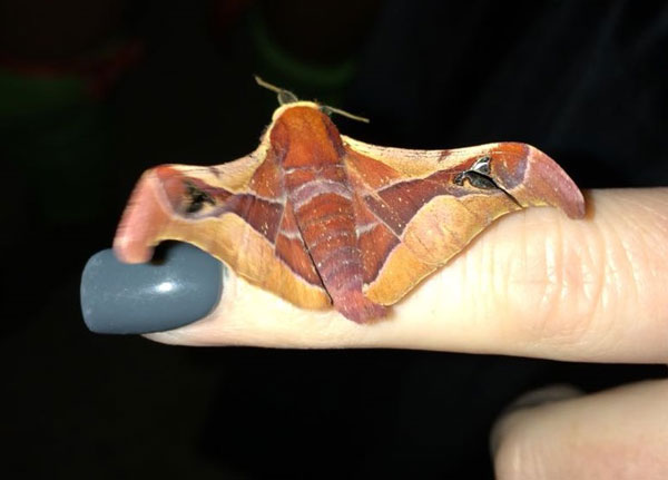 /filer/webapps/moths/media/images/R/rhodesiensis_Holocerina_A_Jones_01.jpg