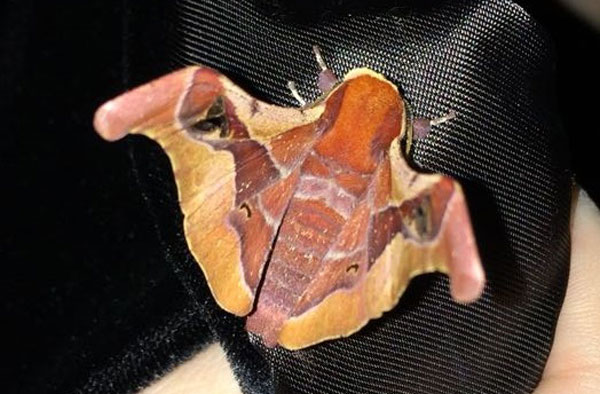 /filer/webapps/moths/media/images/R/rhodesiensis_Holocerina_A_Jones_02.jpg