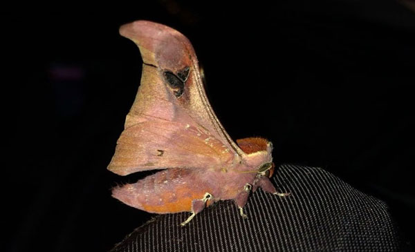 /filer/webapps/moths/media/images/R/rhodesiensis_Holocerina_A_Jones_03.jpg