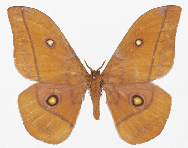 /filer/webapps/moths/media/images/R/rhodina_Gonimbrasia_AM_Basquina.jpg