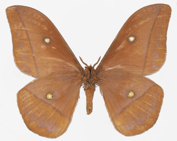 /filer/webapps/moths/media/images/R/rhodina_Gonimbrasia_AM_Basquinb.jpg