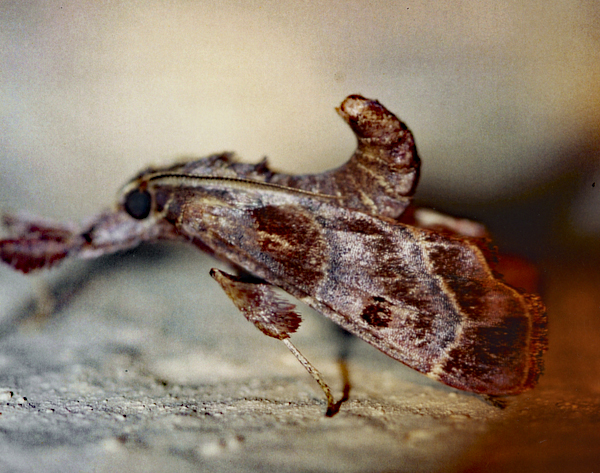 /filer/webapps/moths/media/images/R/rhodinalis_Sacada_A_Roland_01.jpg