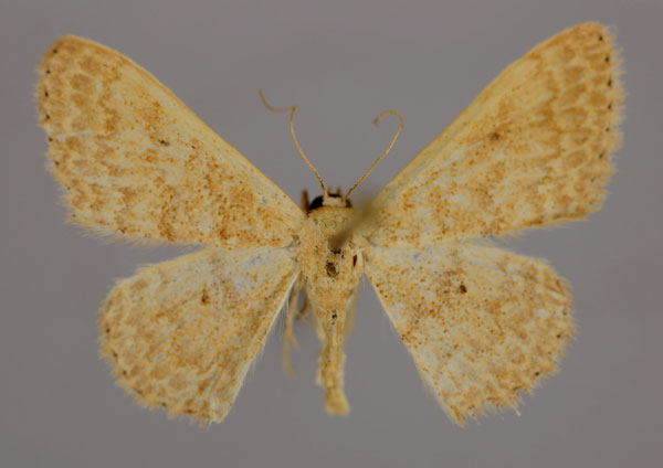 /filer/webapps/moths/media/images/R/rhodinaria_Scopula_A_ZSM_01.jpg