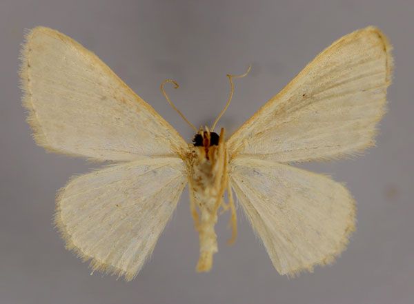 /filer/webapps/moths/media/images/R/rhodinaria_Scopula_A_ZSM_02.jpg
