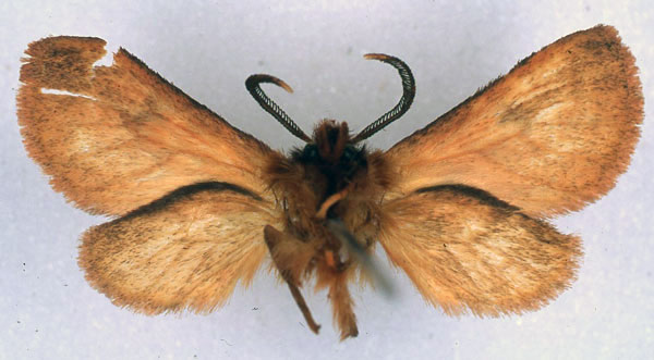 /filer/webapps/moths/media/images/R/rhodites_Metarctia_HT_BMNH_02.jpg