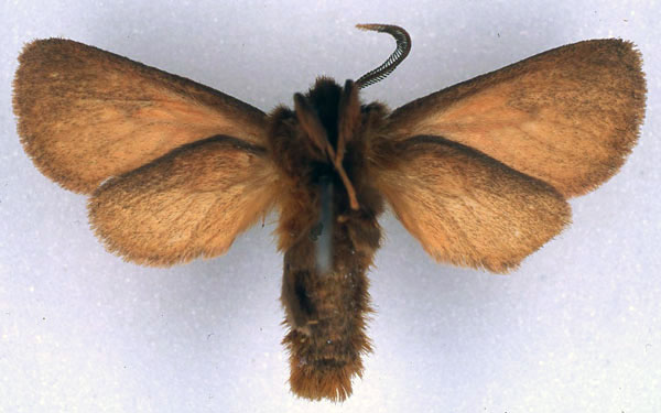 /filer/webapps/moths/media/images/R/rhodites_Metarctia_PT_BMNH_02.jpg