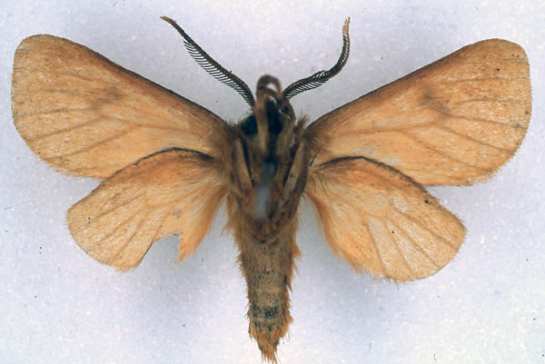 /filer/webapps/moths/media/images/R/rhodites_Metarctia_PT_BMNH_04.jpg