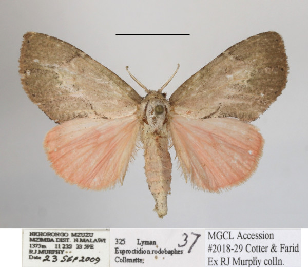 /filer/webapps/moths/media/images/R/rhodobaphes_Euproctidon_AF_MGCLa_02.JPG