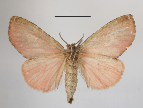/filer/webapps/moths/media/images/R/rhodobaphes_Euproctidon_AF_MGCLb_02.JPG
